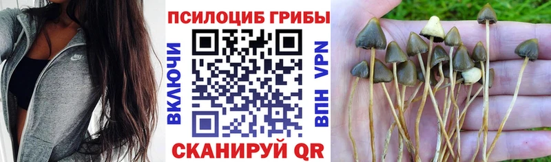 Купить закладки  Рославль  Псилоцибиновые грибы прущие грибы 